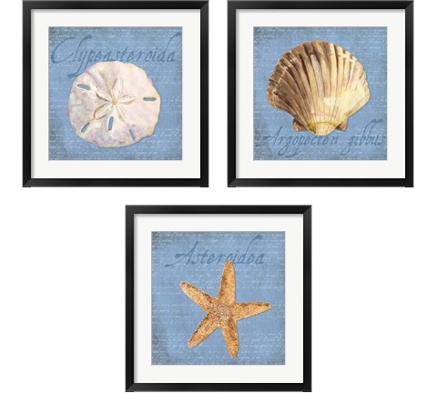 Oceanum Shells Blue 3 Piece Framed Art Print Set by Tara Reed