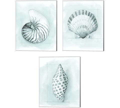 Coastal Shell Schematic 3 Piece Canvas Print Set by Megan Meagher