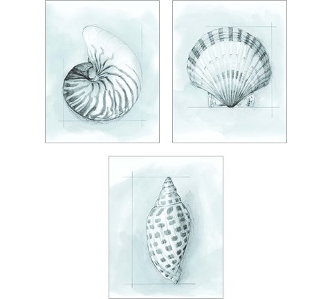 Coastal Shell Schematic 3 Piece Art Print Set by Megan Meagher