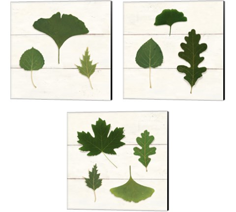 Leaf Chart 3 Piece Canvas Print Set by Wild Apple Portfolio