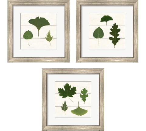Leaf Chart 3 Piece Framed Art Print Set by Wild Apple Portfolio