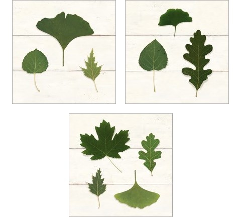 Leaf Chart 3 Piece Art Print Set by Wild Apple Portfolio