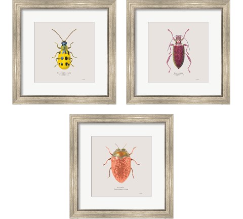 Adorning Coleoptera 3 Piece Framed Art Print Set by James Wiens