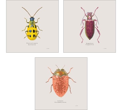 Adorning Coleoptera 3 Piece Art Print Set by James Wiens