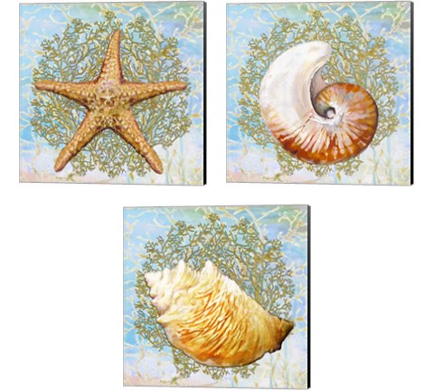 Shell Medley 3 Piece Canvas Print Set by Diannart