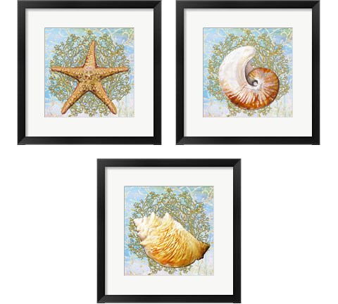 Shell Medley 3 Piece Framed Art Print Set by Diannart