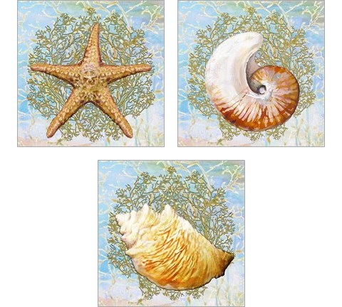 Shell Medley 3 Piece Art Print Set by Diannart