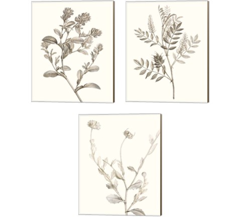Neutral Botanical Study 3 Piece Canvas Print Set by Vision Studio