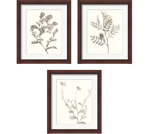 Neutral Botanical Study 3 Piece Framed Art Print Set by Vision Studio