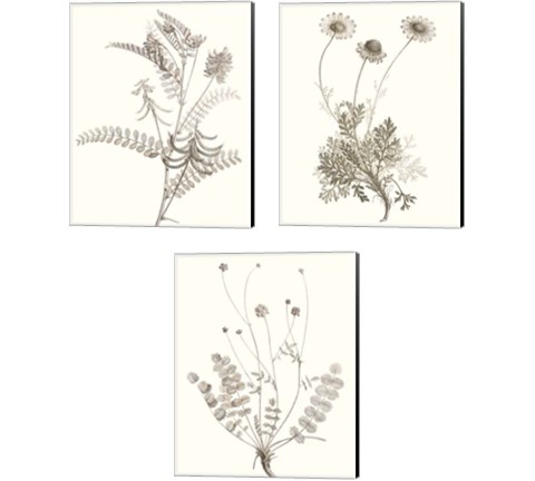 Neutral Botanical Study 3 Piece Canvas Print Set by Vision Studio