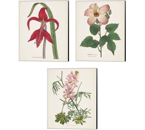 Antique BotanicalCream 3 Piece Canvas Print Set by Wild Apple Portfolio