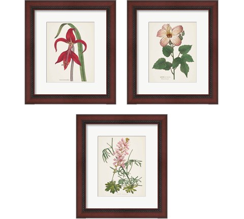 Antique BotanicalCream 3 Piece Framed Art Print Set by Wild Apple Portfolio
