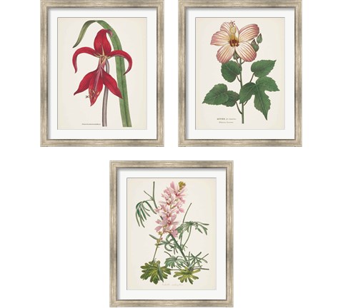 Antique BotanicalCream 3 Piece Framed Art Print Set by Wild Apple Portfolio