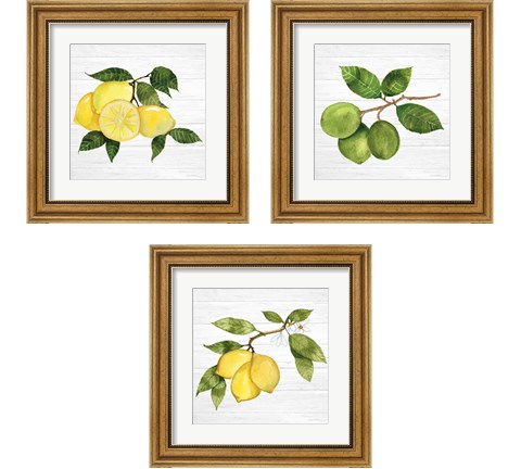 Citrus Garden Shiplap 3 Piece Framed Art Print Set by Kathleen Parr McKenna