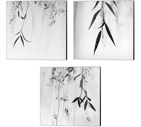 Willow Print 3 Piece Canvas Print Set by Nicholas Bell