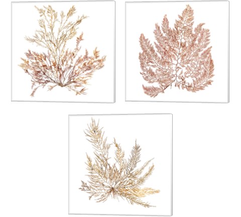 Pacific Sea Mosses 3 Piece Canvas Print Set by Wild Apple Portfolio