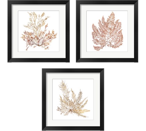 Pacific Sea Mosses 3 Piece Framed Art Print Set by Wild Apple Portfolio