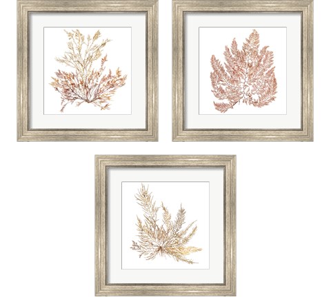 Pacific Sea Mosses 3 Piece Framed Art Print Set by Wild Apple Portfolio