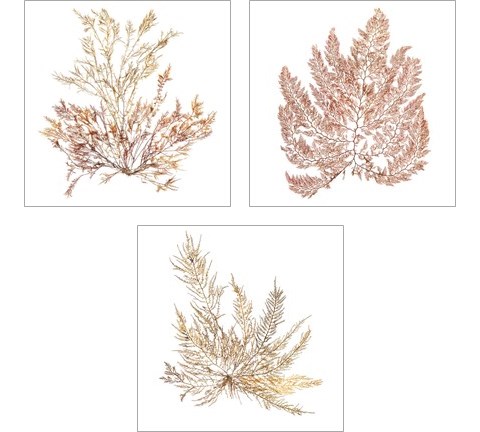 Pacific Sea Mosses 3 Piece Art Print Set by Wild Apple Portfolio