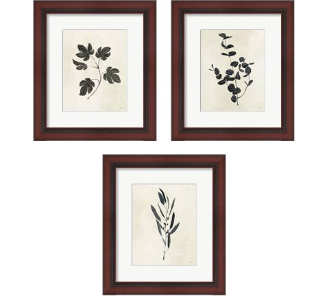 Botanical Study 3 Piece Framed Art Print Set by Julia Purinton