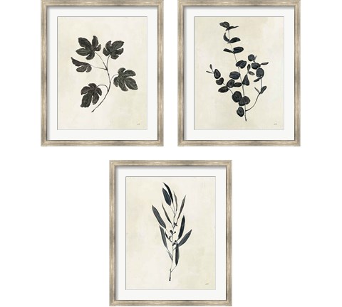 Botanical Study 3 Piece Framed Art Print Set by Julia Purinton
