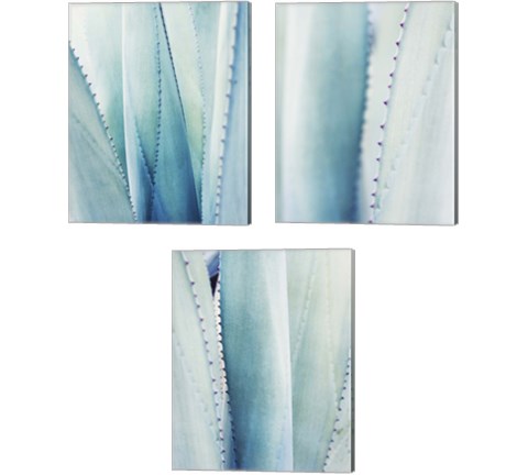 Pale Blue Agave 3 Piece Canvas Print Set by Lupen Grainne