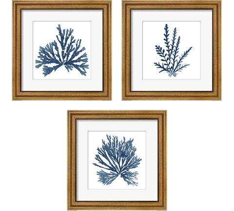 Pacific Sea Mosses Blue on White 3 Piece Framed Art Print Set by Wild Apple Portfolio