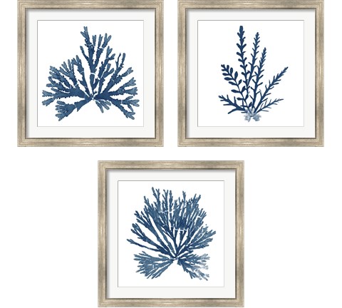 Pacific Sea Mosses Blue on White 3 Piece Framed Art Print Set by Wild Apple Portfolio