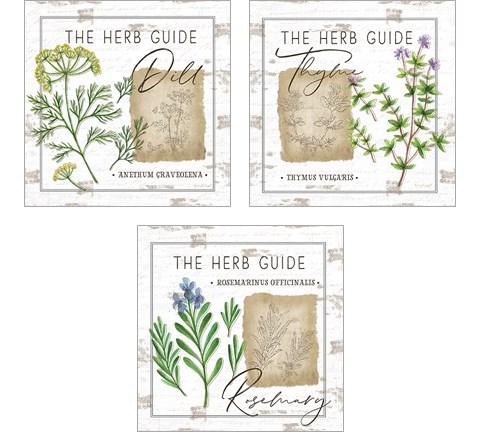 Herb Guide 3 Piece Art Print Set by Jennifer Pugh