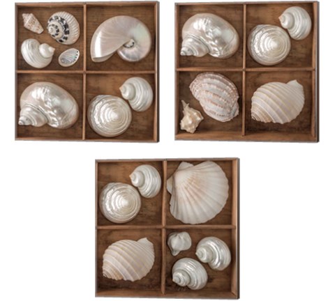 Seashells Treasures 3 Piece Canvas Print Set by Assaf Frank