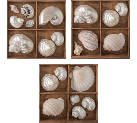Seashells Treasures 3 Piece Art Print Set by Assaf Frank
