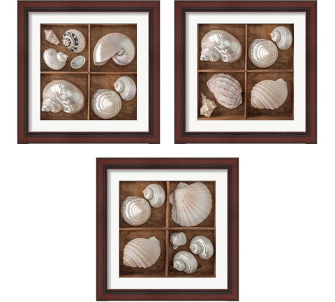 Seashells Treasures 3 Piece Framed Art Print Set by Assaf Frank