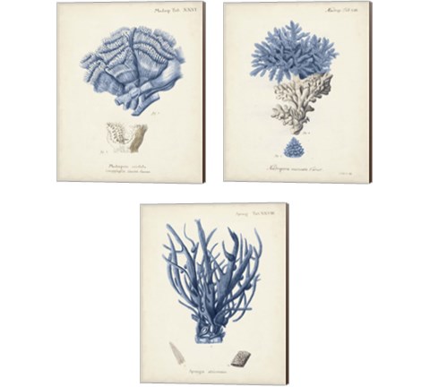 Antique Coral in Navy 3 Piece Canvas Print Set by Johann Esper