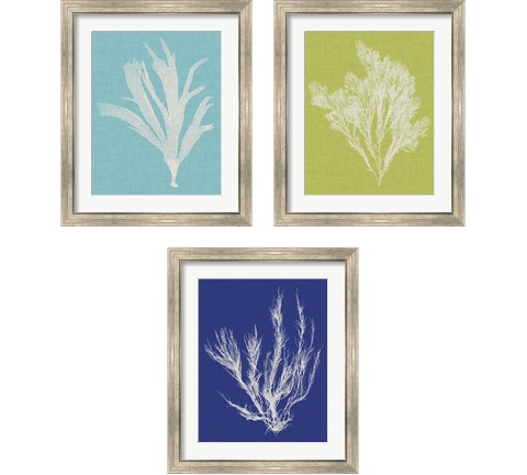 Seaweed Pop 3 Piece Framed Art Print Set by Vision Studio