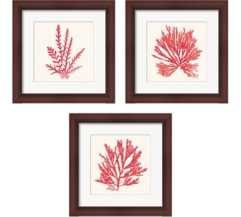 Pacific Sea Mosses Red 3 Piece Framed Art Print Set by Wild Apple Portfolio