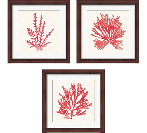 Pacific Sea Mosses Red 3 Piece Framed Art Print Set by Wild Apple Portfolio