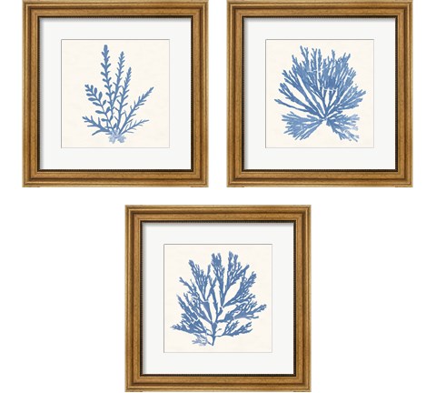 Pacific Sea Mosses Light Blue 3 Piece Framed Art Print Set by Wild Apple Portfolio