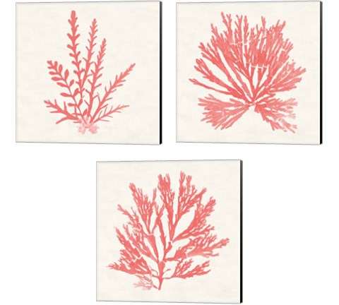 Pacific Sea Mosses Coral 3 Piece Canvas Print Set by Wild Apple Portfolio