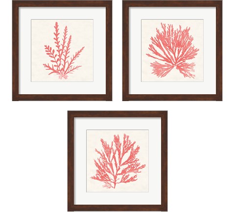 Pacific Sea Mosses Coral 3 Piece Framed Art Print Set by Wild Apple Portfolio