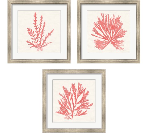 Pacific Sea Mosses Coral 3 Piece Framed Art Print Set by Wild Apple Portfolio