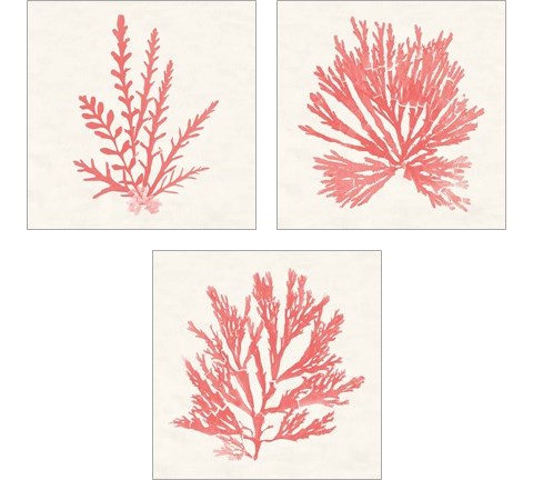 Pacific Sea Mosses Coral 3 Piece Art Print Set by Wild Apple Portfolio