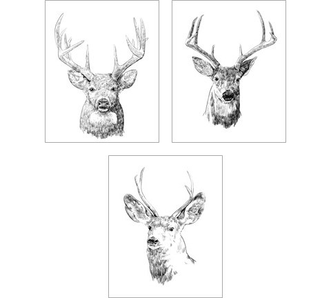 Young Buck Sketch 3 Piece Art Print Set by Emma Scarvey
