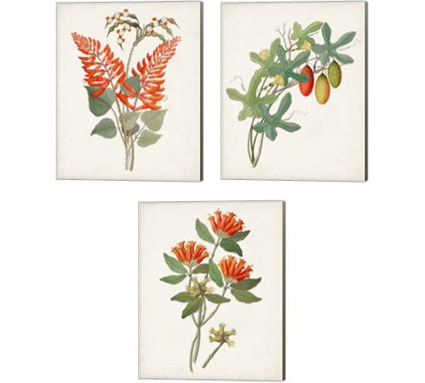 Botanical of the Tropics 3 Piece Canvas Print Set