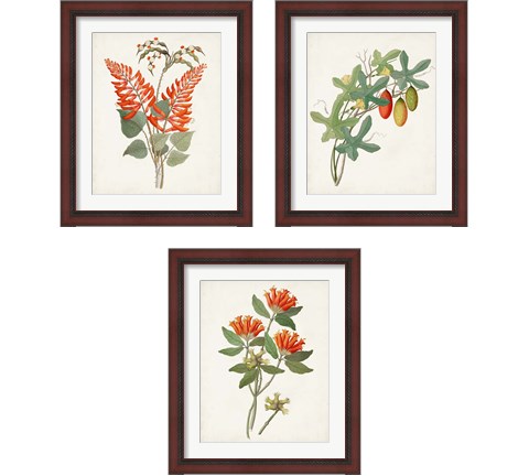 Botanical of the Tropics 3 Piece Framed Art Print Set