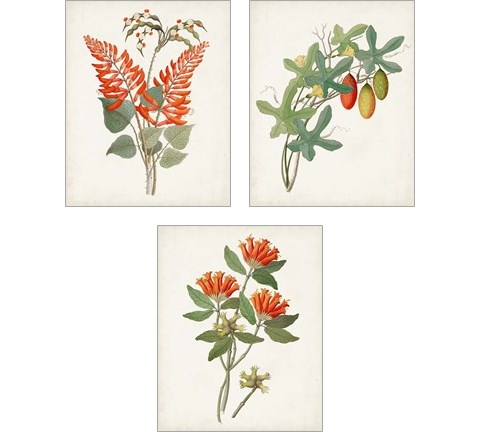 Botanical of the Tropics 3 Piece Art Print Set