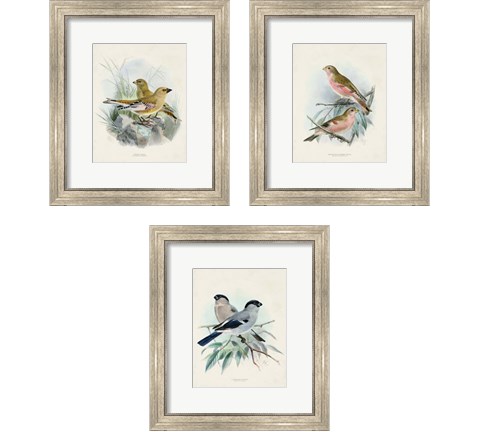 Antique Birds 3 Piece Framed Art Print Set