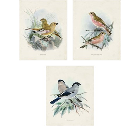 Antique Birds 3 Piece Art Print Set