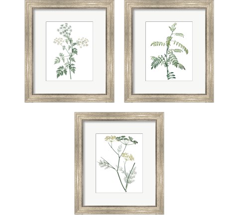 Soft Green Botanical 3 Piece Framed Art Print Set by Vision Studio