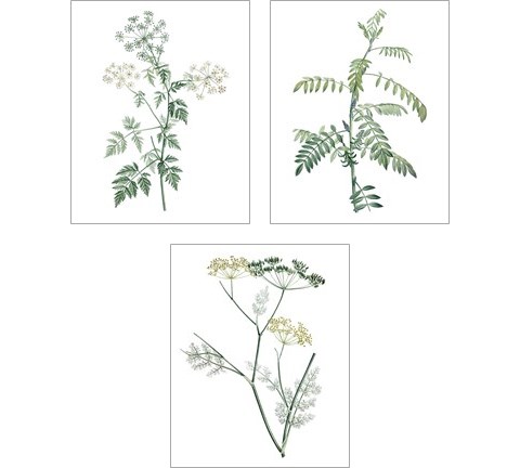 Soft Green Botanical 3 Piece Art Print Set by Vision Studio