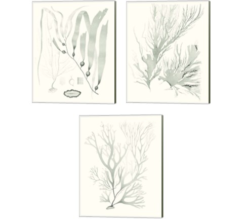 Sage Green Seaweed 3 Piece Canvas Print Set by Vision Studio